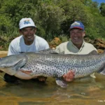 como pescar peixes grandes no rio são francisco