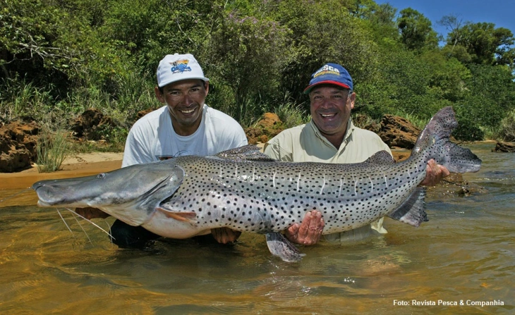 como pescar peixes grandes no rio são francisco