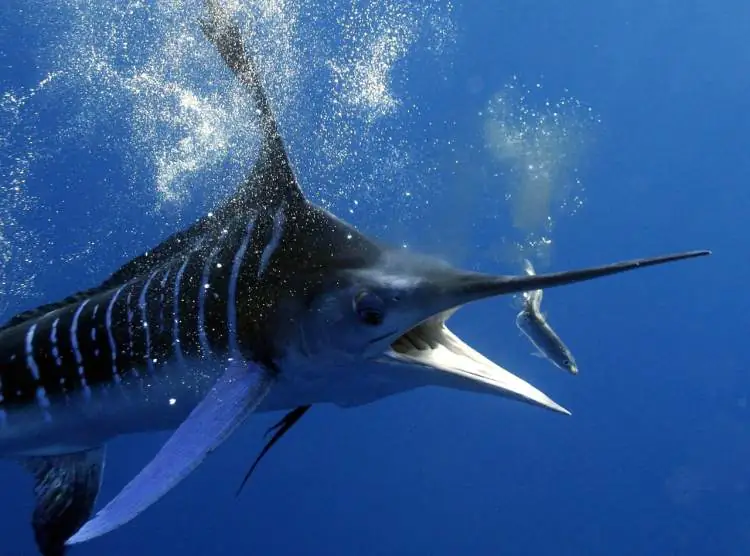 peixe espada2 pesca de peixes-espada gigantes na bahia: guia completo